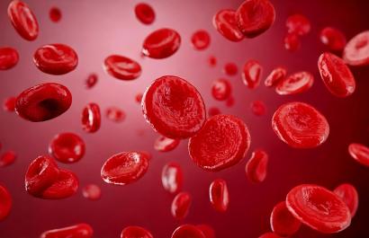 Blood cells under a microscope. Image by The 1969 Studio via Shutterstock. Blood cells under a microscope. Image by The 1969 Studio via Shutterstock.
