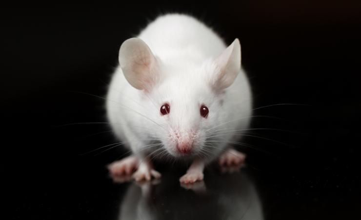 Image by Janson George via Shutterstock A close-up of a white mouse, seen from the front, against a black background. Image by Janson George via Shutterstock