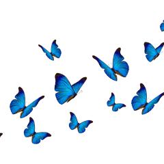 Blue butterflies on a white background. Image by Butterfly hunter via Shutterstock. Blue butterflies on a white background. Image by Butterfly hunter via Shutterstock.