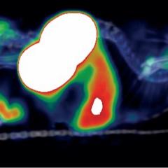 A scan of a mouse with the CD163-targeting immunotracers lit up in red and green. The large white parts are the kidneys. Image credit: Immune-Image project.