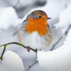 Image by Steve Horsley via Shutterstock. A European robin sitting on a snow-covered twig. Image by Steve Horsley via Shutterstock.