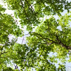 Image by Andre Onegin via Shutterstock. A view of the crowns of tall, leafy trees, seen from below. Image by Andre Onegin via Shutterstock.