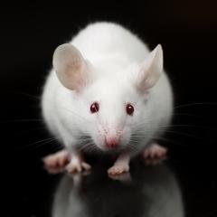 Image by Janson George via Shutterstock A close-up of a white mouse, seen from the front, against a black background. Image by Janson George via Shutterstock